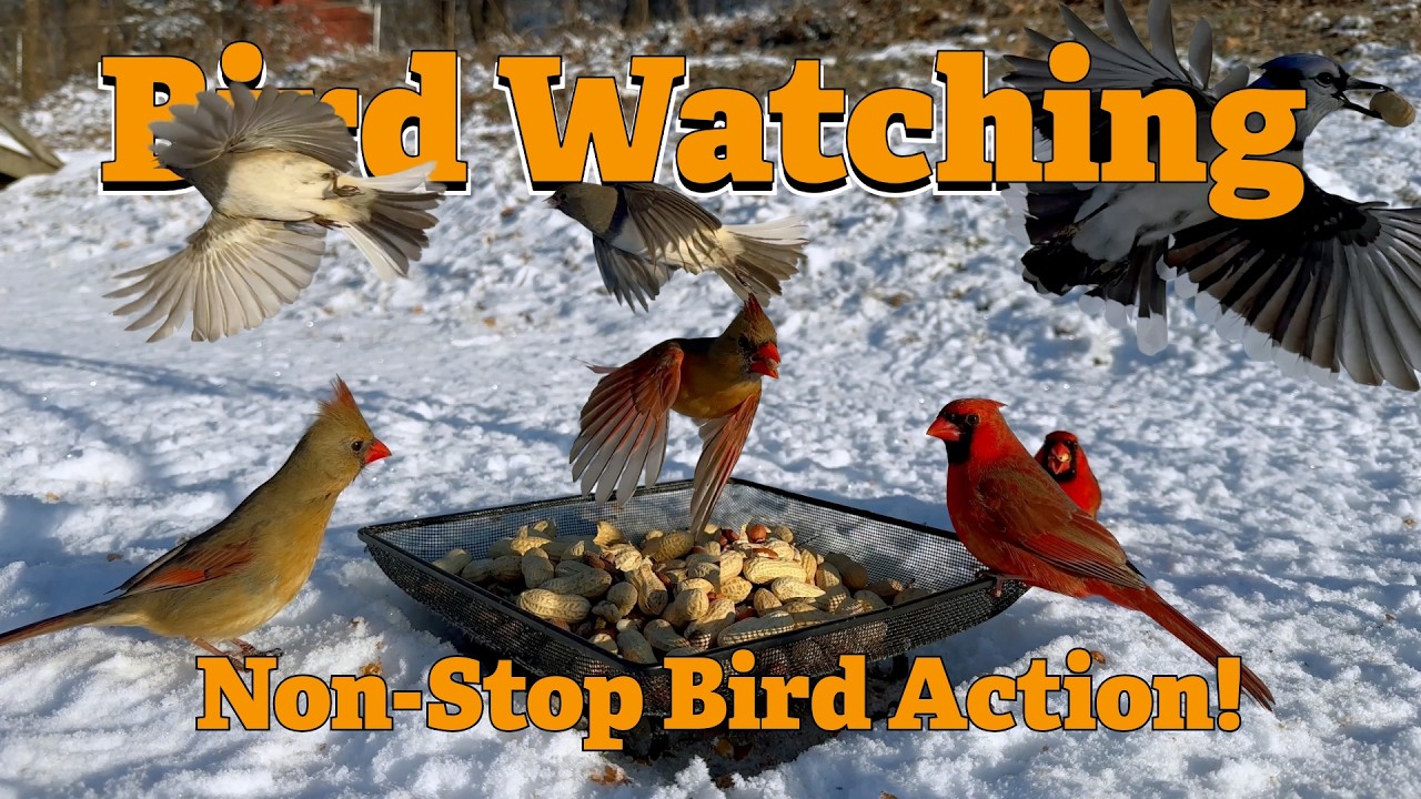 Bird Watching, Every Like and Comment is another day I feed these birds!