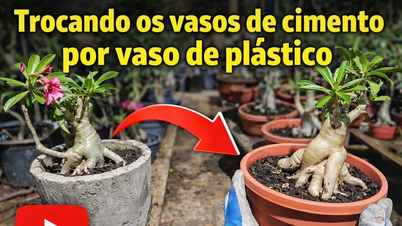 Trocando os vasos de cimento por vaso de plástico 