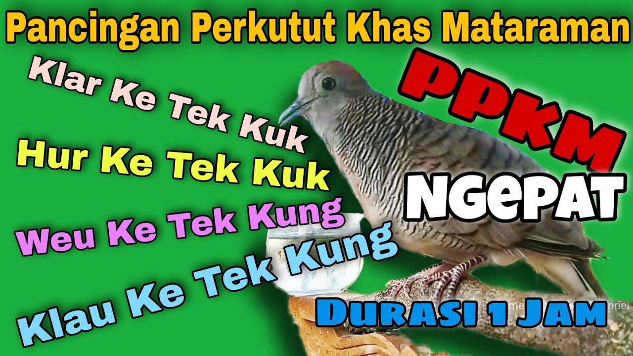 Pancingan Perkutut Khas Mataram | PPKM Durasi Panjang | Irama Ngepat