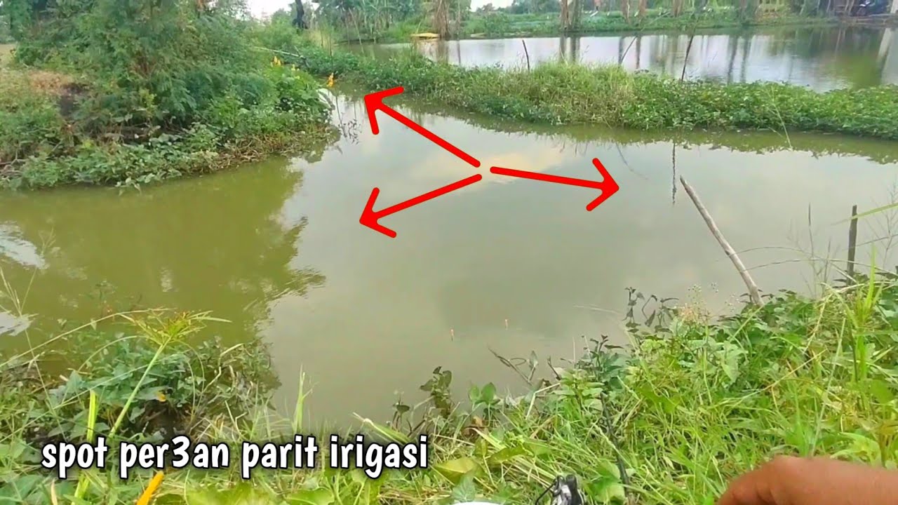 Coba pakai umpan lumut malah besar besar yang makan
