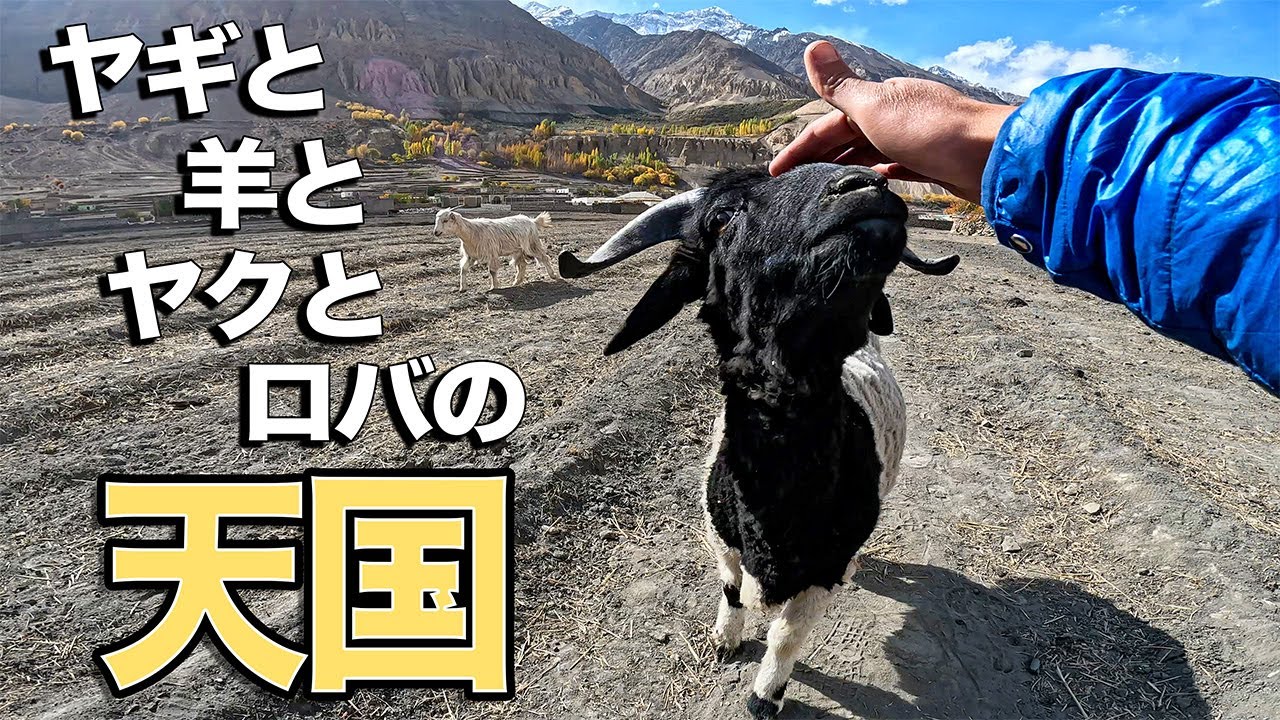 家畜ばかりに会う、フンザの秘境「シムシャール渓谷」の村を散歩！