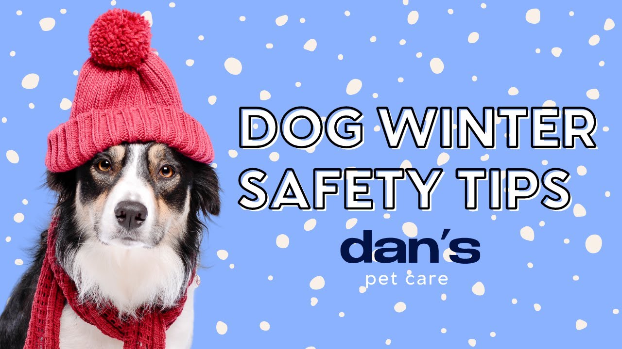 The Best Winter Safety Tips for Dogs!