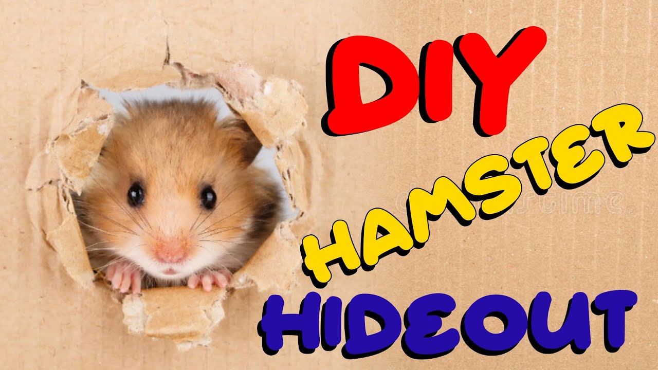 DIY HAMSTER HIDEOUT EASY - AT HOME - Hamster Diy - My Cute Hamster
