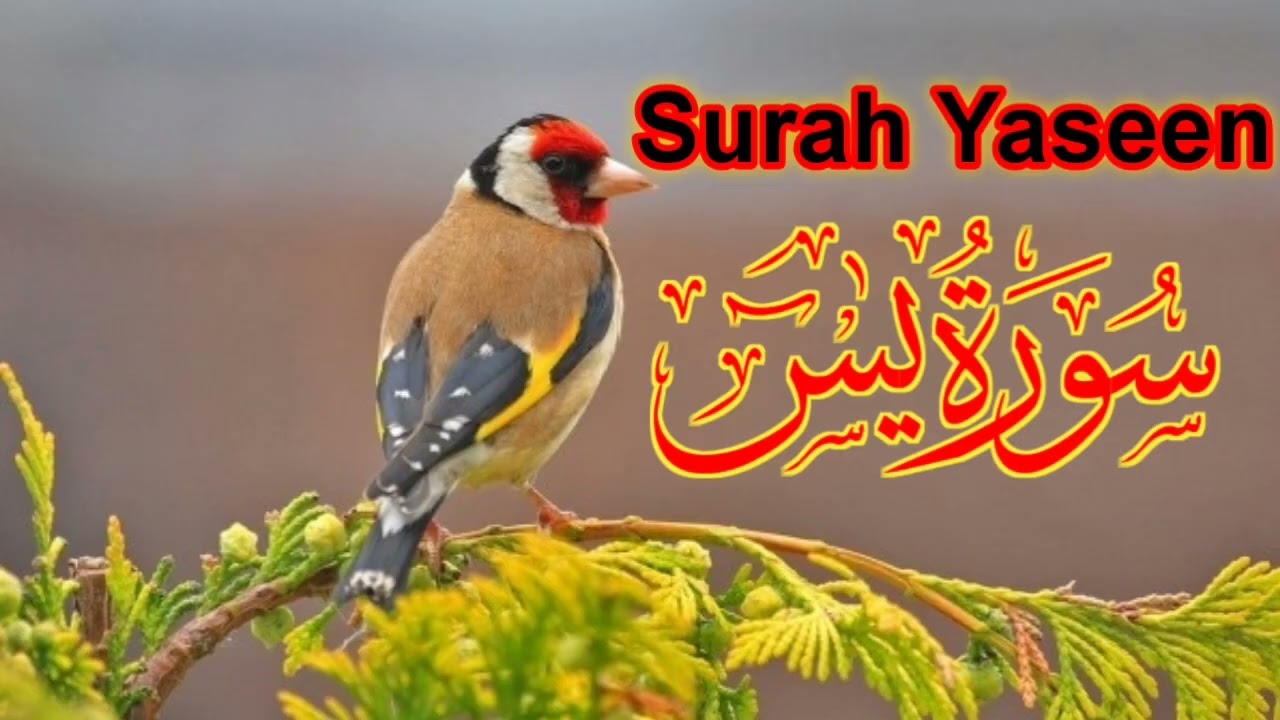 Surah Yasin for Peace | سورہ یٰسین سکونِ قلب کے لیے
