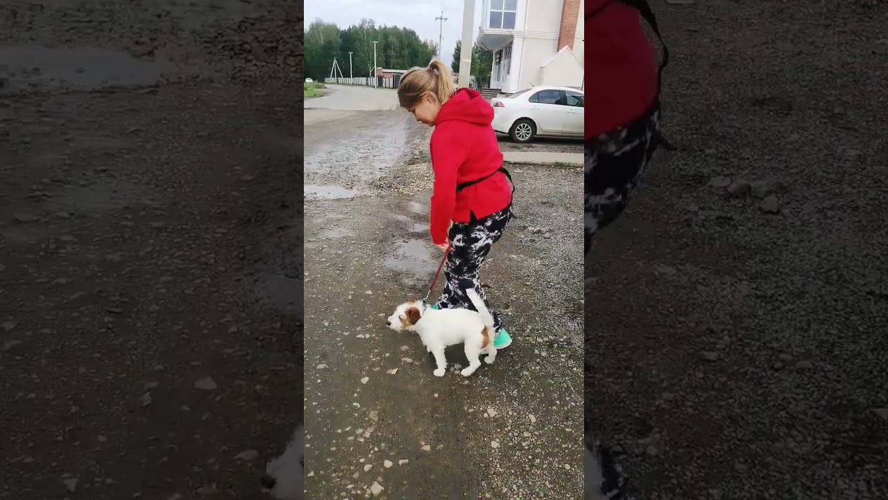 Как заходить на тренировку с собакой