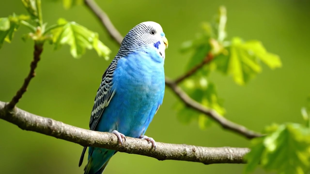 4K Healing Bird Sounds + Relaxing Melody • Fall Asleep Fast • Anxiety & Stress Relief