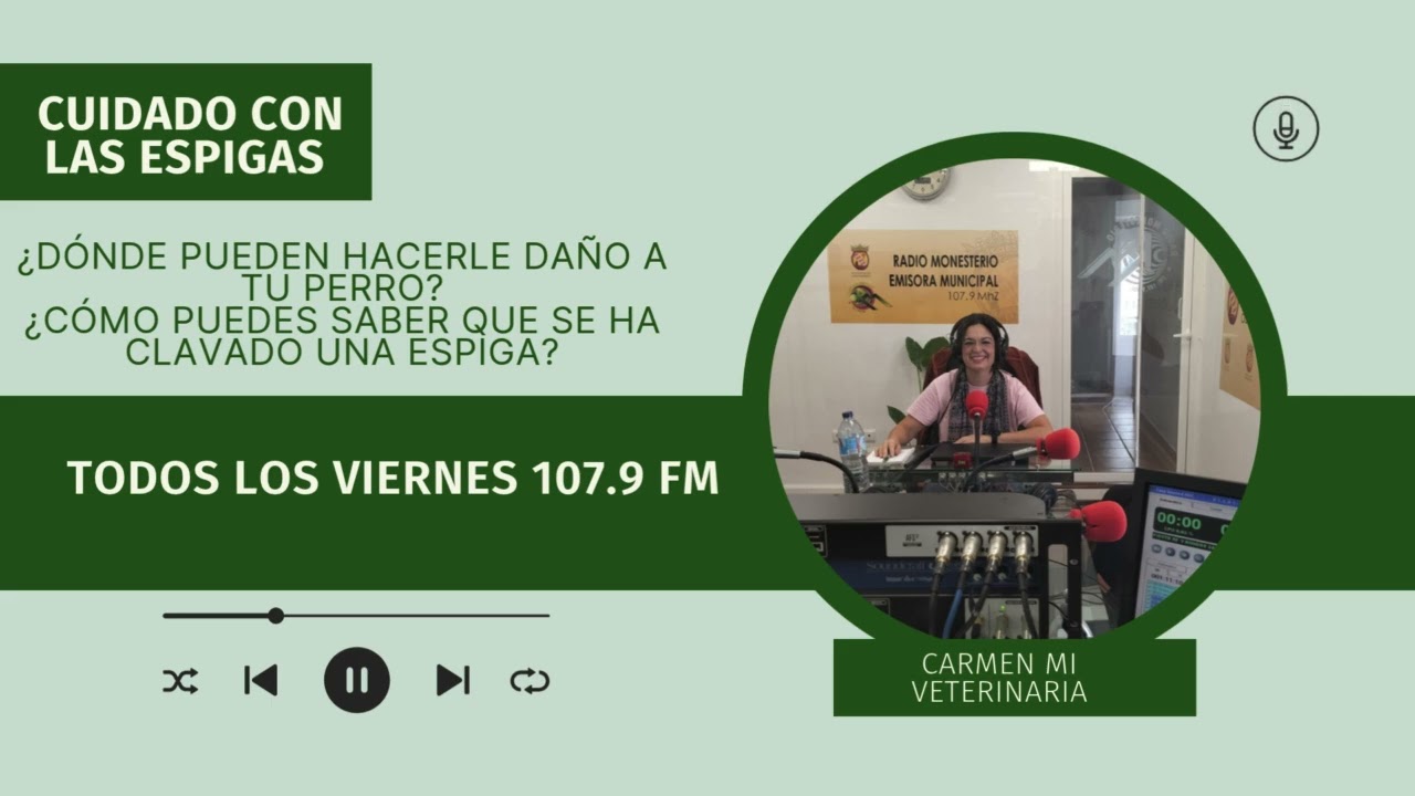 Daño que producen las espigas en los perros