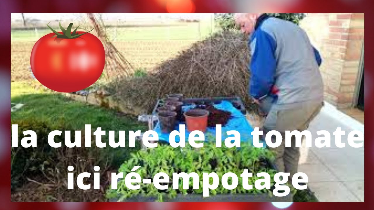 planter les tomates en pot ( avec engrais )