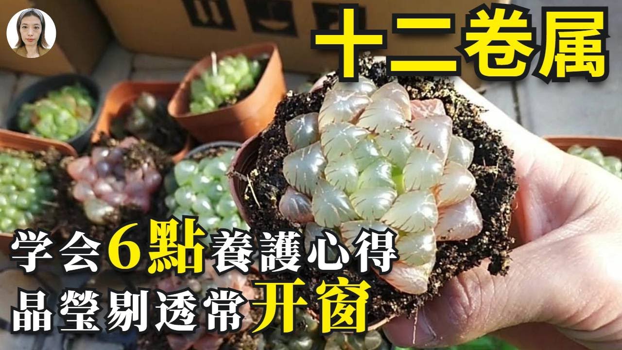 新手养多肉|多肉十二卷属养护，如果出现果冻状是缺水的信号，不晒太阳多浇水马上又开窗|花花世界