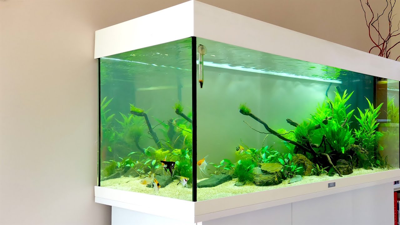 PLANTED CICHLID AQUASCAPE - Juwel Rio 180 - Angelfish Setup