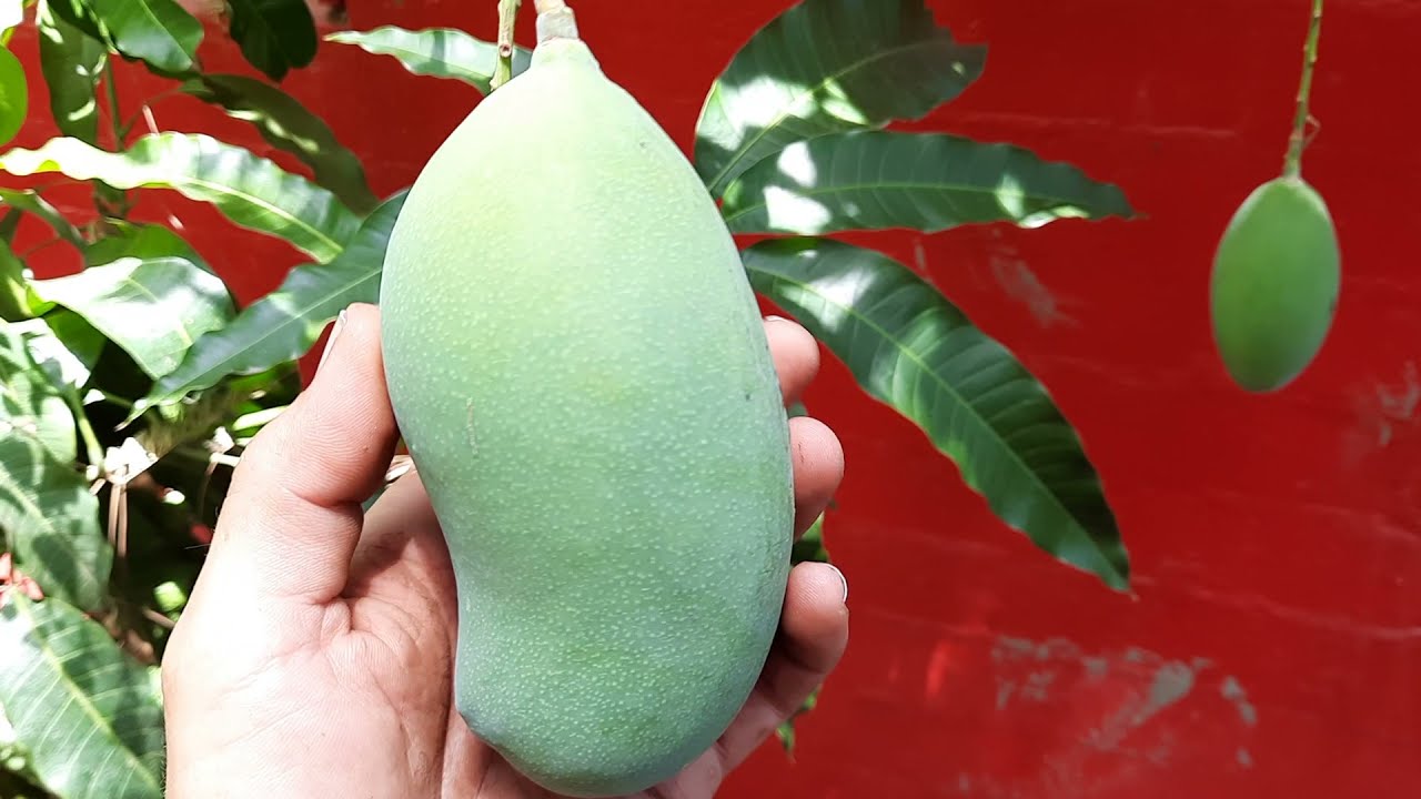 Growing mangos in the desert! My favorite tropical fruit tree!