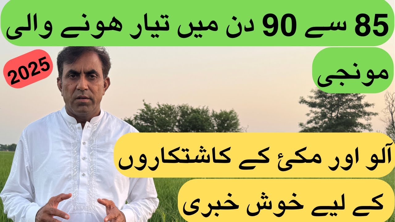 90 Days Short Duration Rice Variety | #AwanRiceMillsResearchFarm | Shahid Mehmood | #RiceCrop