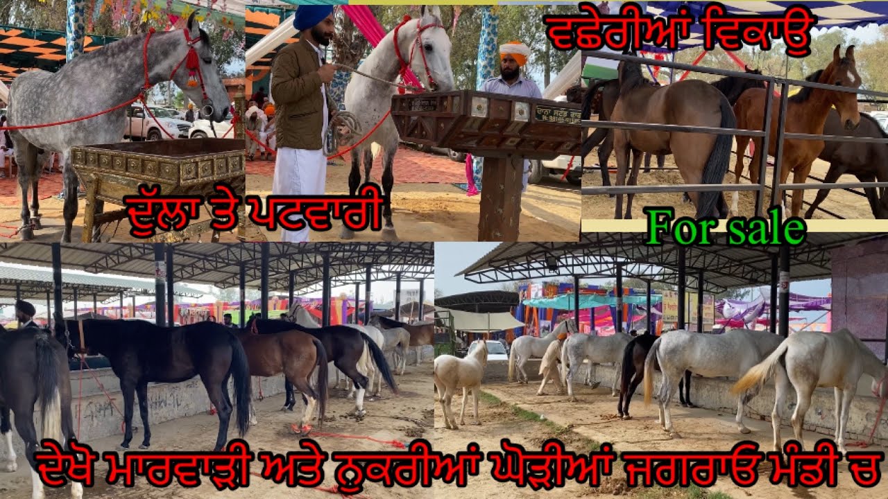 ਦੇਖੋ ਸਾਰੀ ਜਗਰਾਓ ਮੰਡੀ ਦਾ ਨਜ਼ਾਰਾ ਕਿਹੜੇ ਘੋੜੇ ਪਹੁੰਚੇ ਮੇਲੇ ਚ/ਟੋਪ ਦੀਆਂ ਘੋੜੀਆਂ ਤੇ ਵਛੇਰੀਆਂ ਵਿਕਾਉ #horselover