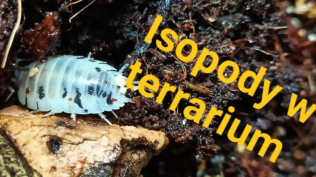 Isopody Porcellio laevis ,,Dairy cow