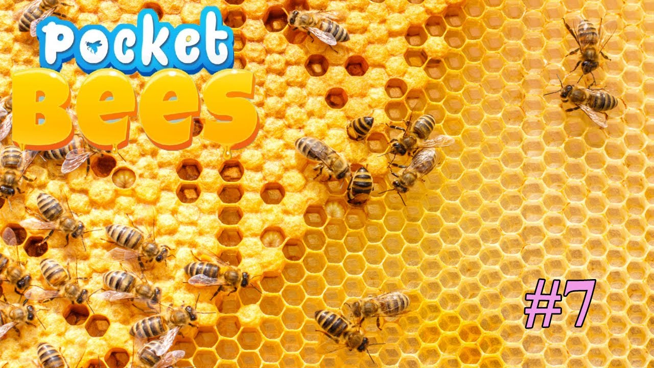 YÜKSEK LEVEL YARATIKLAR VS DAHA YÜKSEKLERİ - POCKET BEES # 7