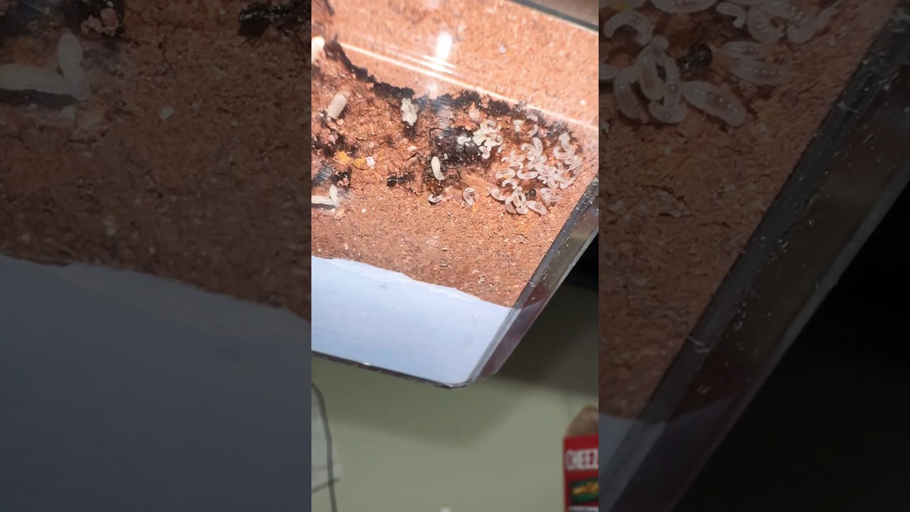 Check out this amazing new ant nest from 