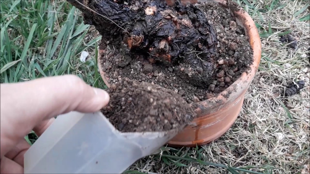recolectando un yamadori del campo para formar un bonsái