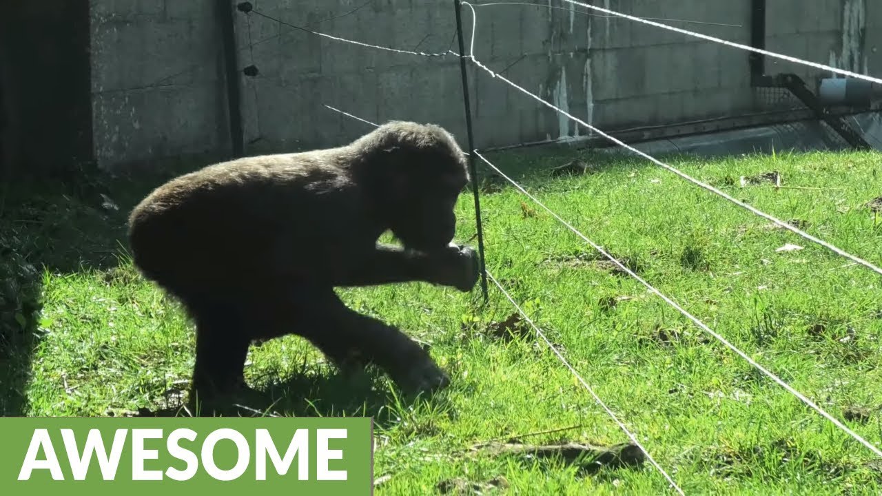 Gorilla youngster astonishingly dodges electric fence