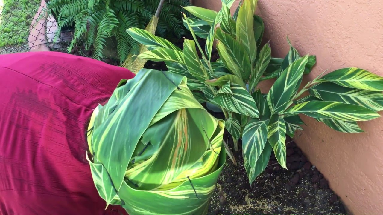 Variegated ginger or shell ginger how to separate or propagate