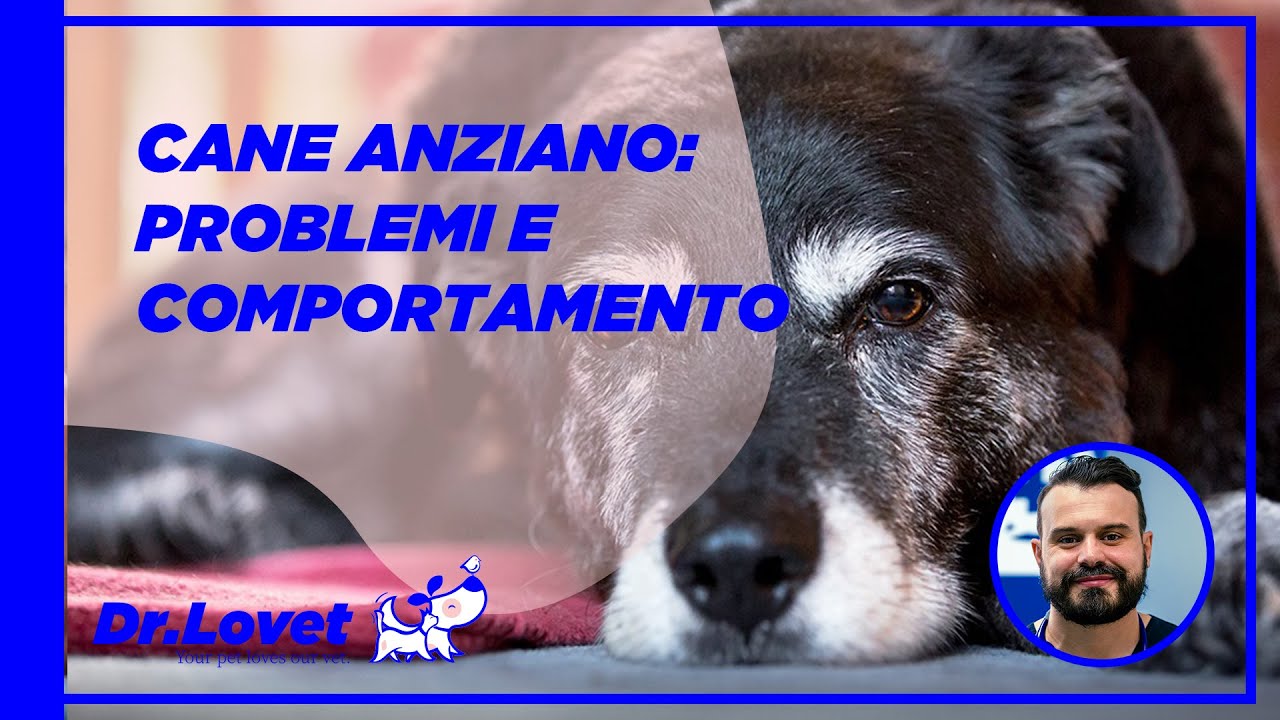 Il cane anziano: patologie e problematiche più comuni. Come possiamo aiutarlo