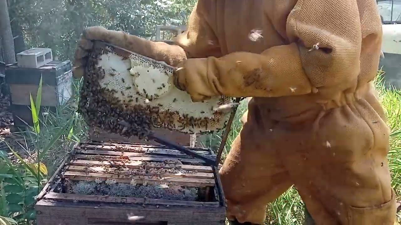 PREPARANDO OS ENXAME PARA DIVISÃO VÍDEO 02