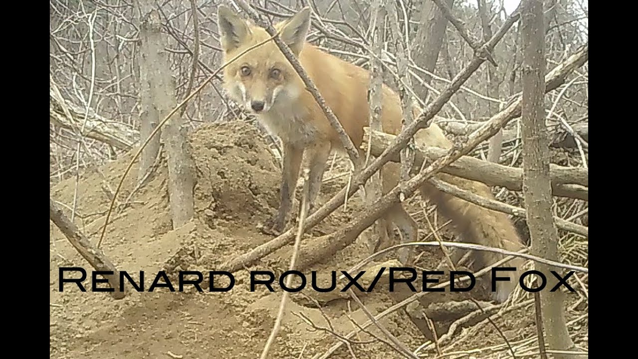 La vie de famille du renard roux/The family life of the Red Fox (Épisode 6)