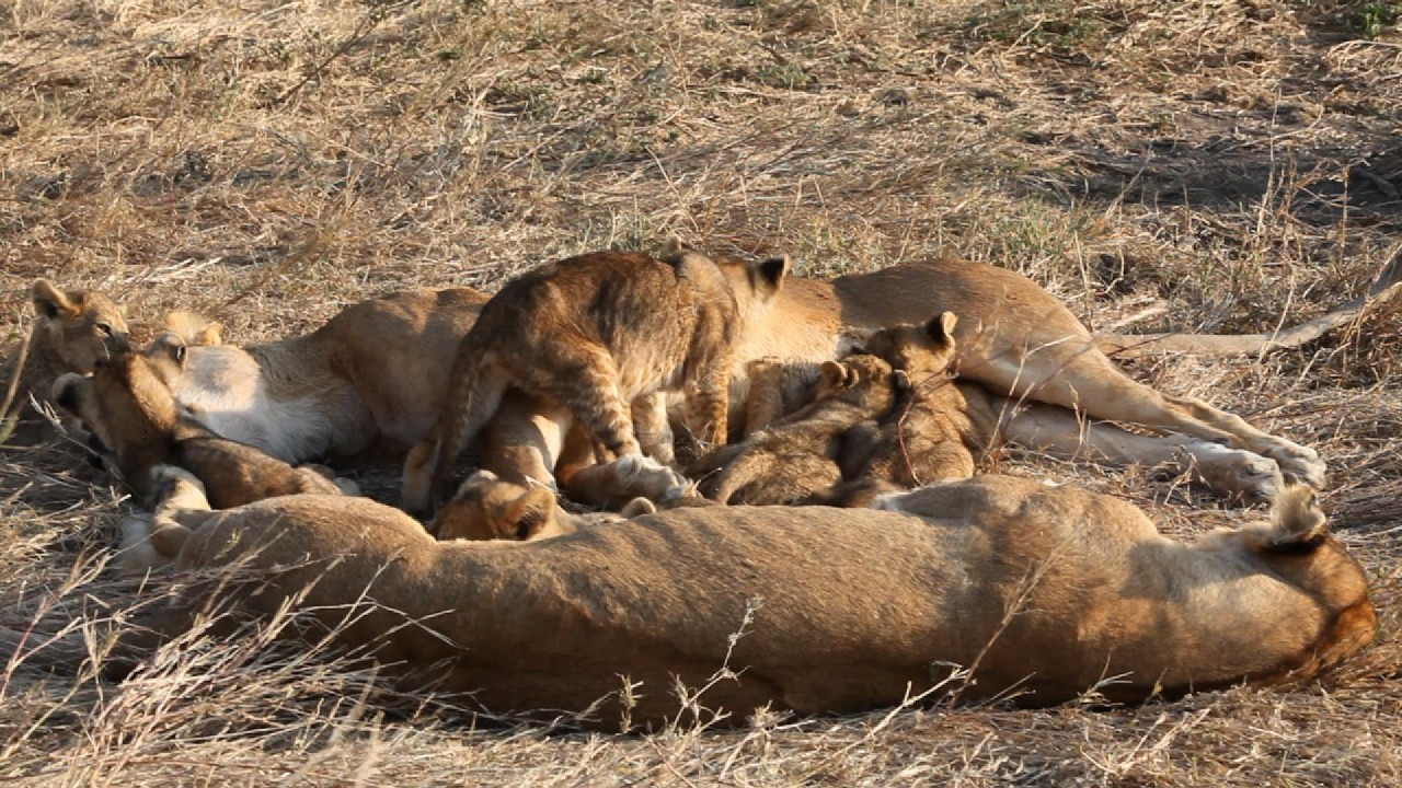 Cute Lion Cubs Nursing &ndash; Heartwarming Pride Moment 🦁