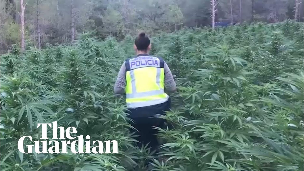 Cannabis plantations discovered by police in Spain