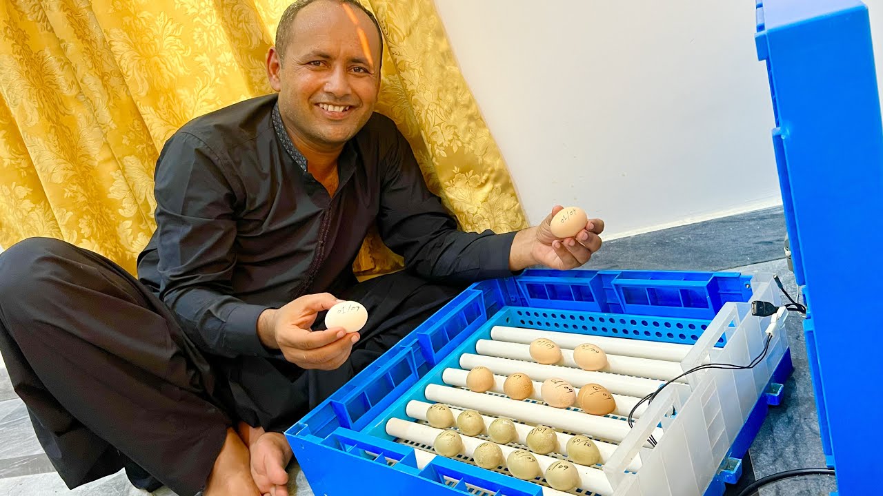 Инкубатор для выведения яиц 🐣 🐣 🐣