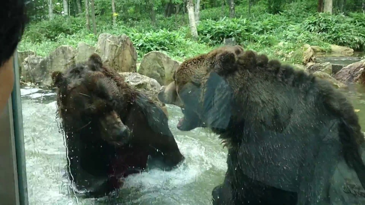 北海道　サホロリゾート　ベアマウンテン　ヒグマのケンカ