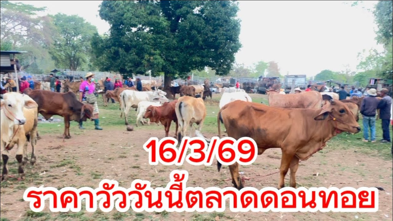 ชมบรรยากาศซื้อขายวัวตลาดดอนทอย อ.อากาศอำนวย จ.สกลนคร 16/3/69 #ราคาวัววันนี้ 