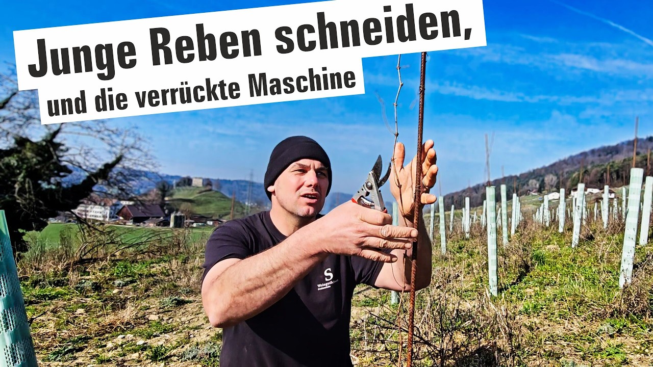 🔥Junge Reben richtig schneiden – vom Anfängerfehler bis zur verrückten Reb-Maschine! | Wein-Vlog 394
