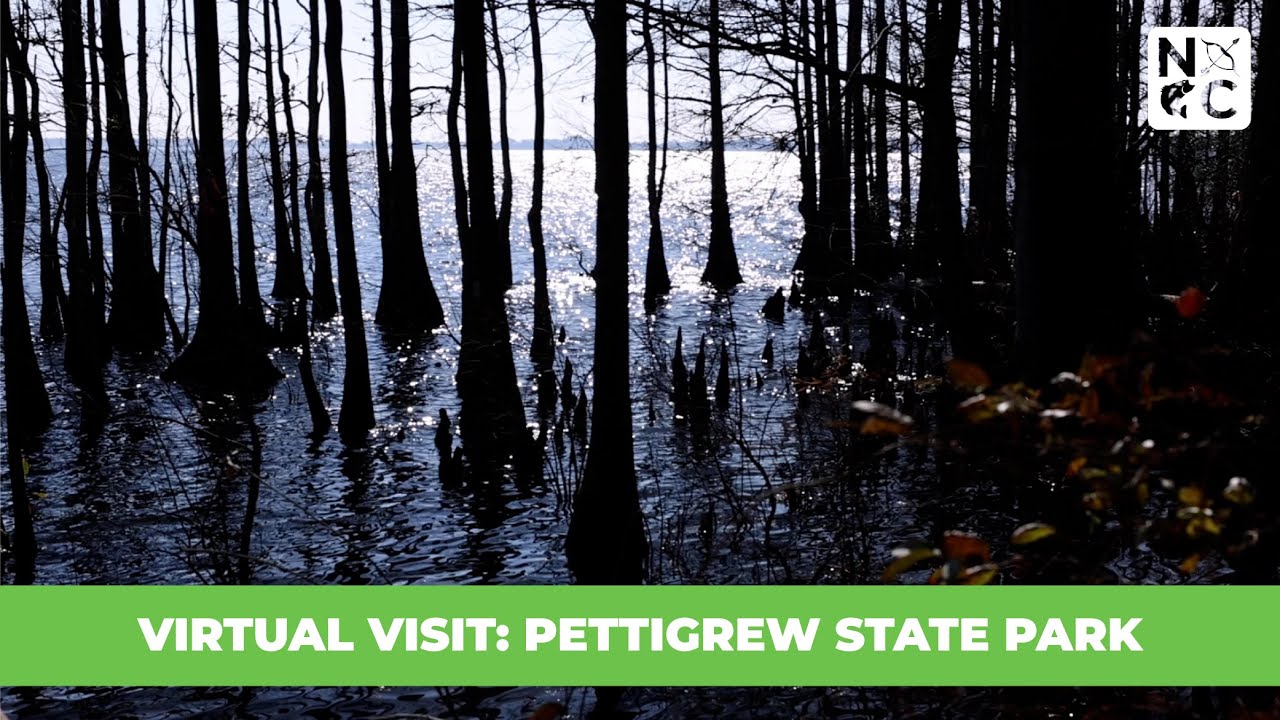 Virtual Visit: Pettigrew State Park