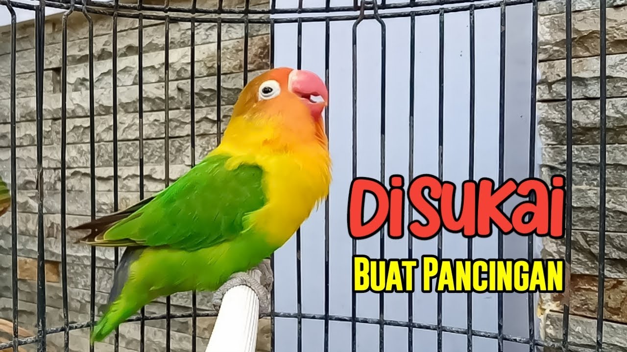 Suara Lovebird FIGHTER Ngetik Sambung Ngekek, DISUKAI BANGET Buat Pancingan Lovebird MACET BISU