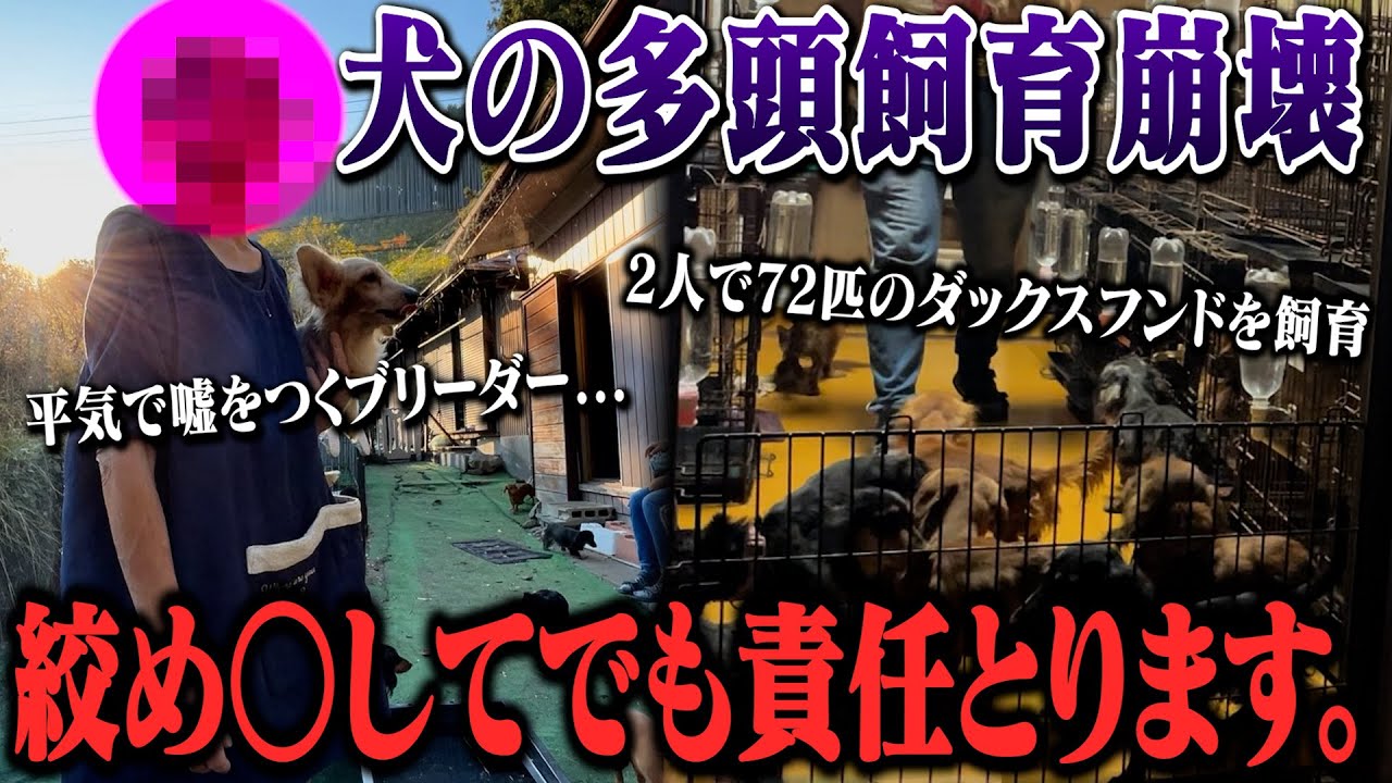 【崩壊】劣悪環境で72匹の犬を飼育するドッグブリーダーに突撃してみた！