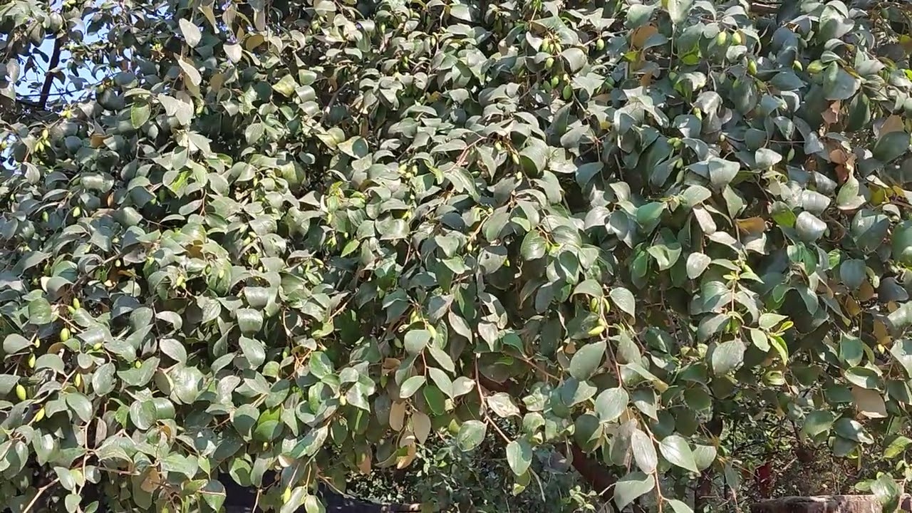  बेर के बारे में जानकारी तथा श्री रामचंद्र जी ने जूठे बेर खाए थे #gardening 