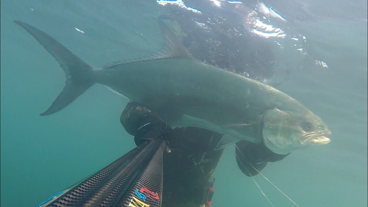lecciona  amia all'accademia 💥💥💥#spearfishing #fishing #pescasub #leccionesdevida