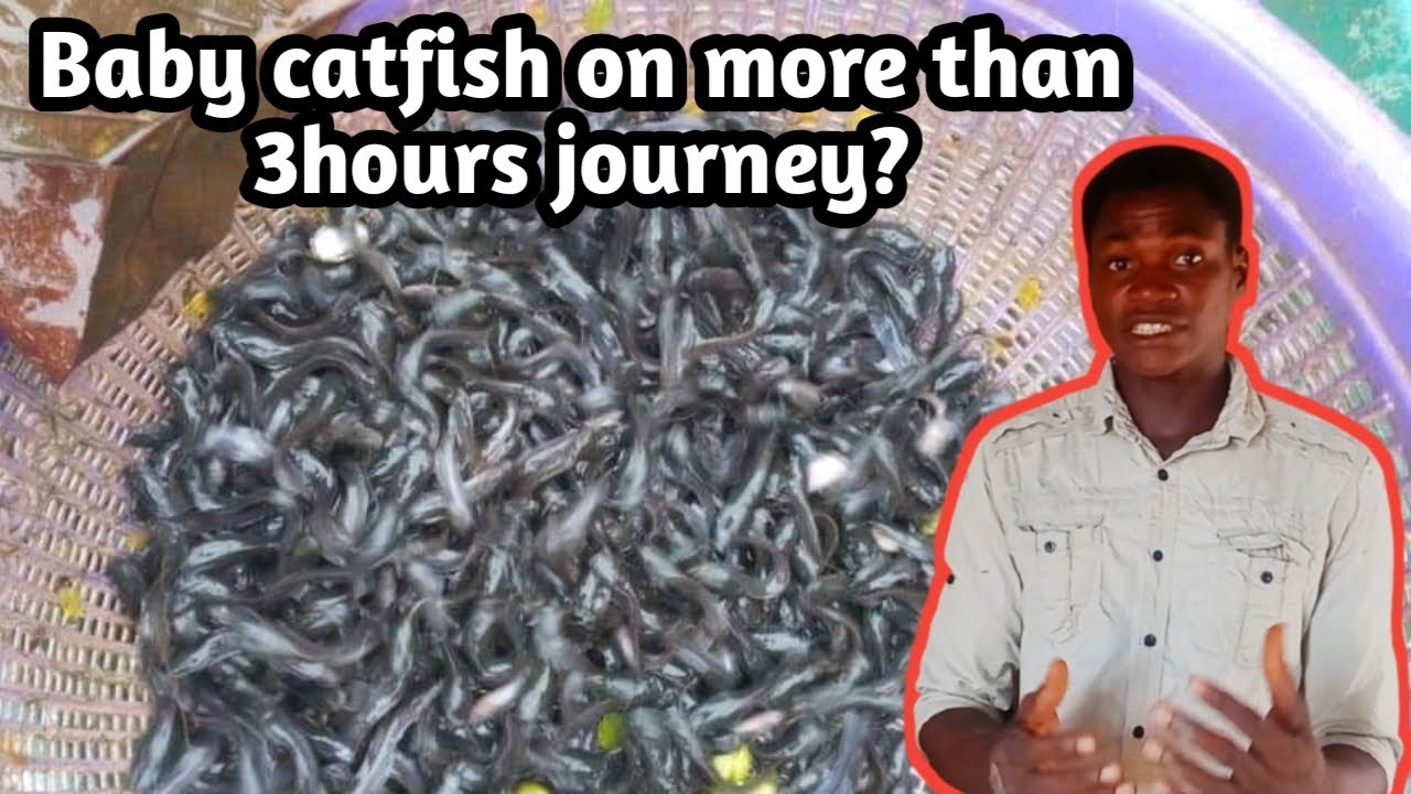Important procedure to take before receiving a long distance fingerlings or juvenile in Nigeria