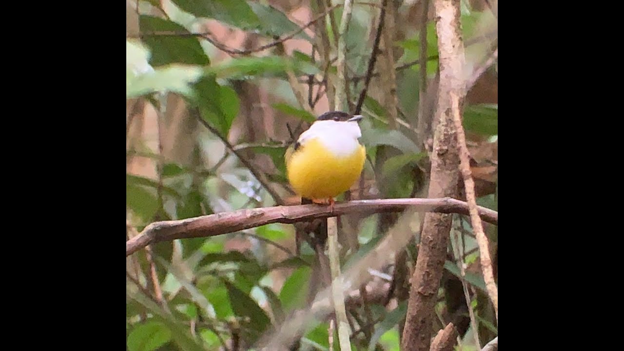 White Collared Manakin in action.  // Saltar&iacute;n