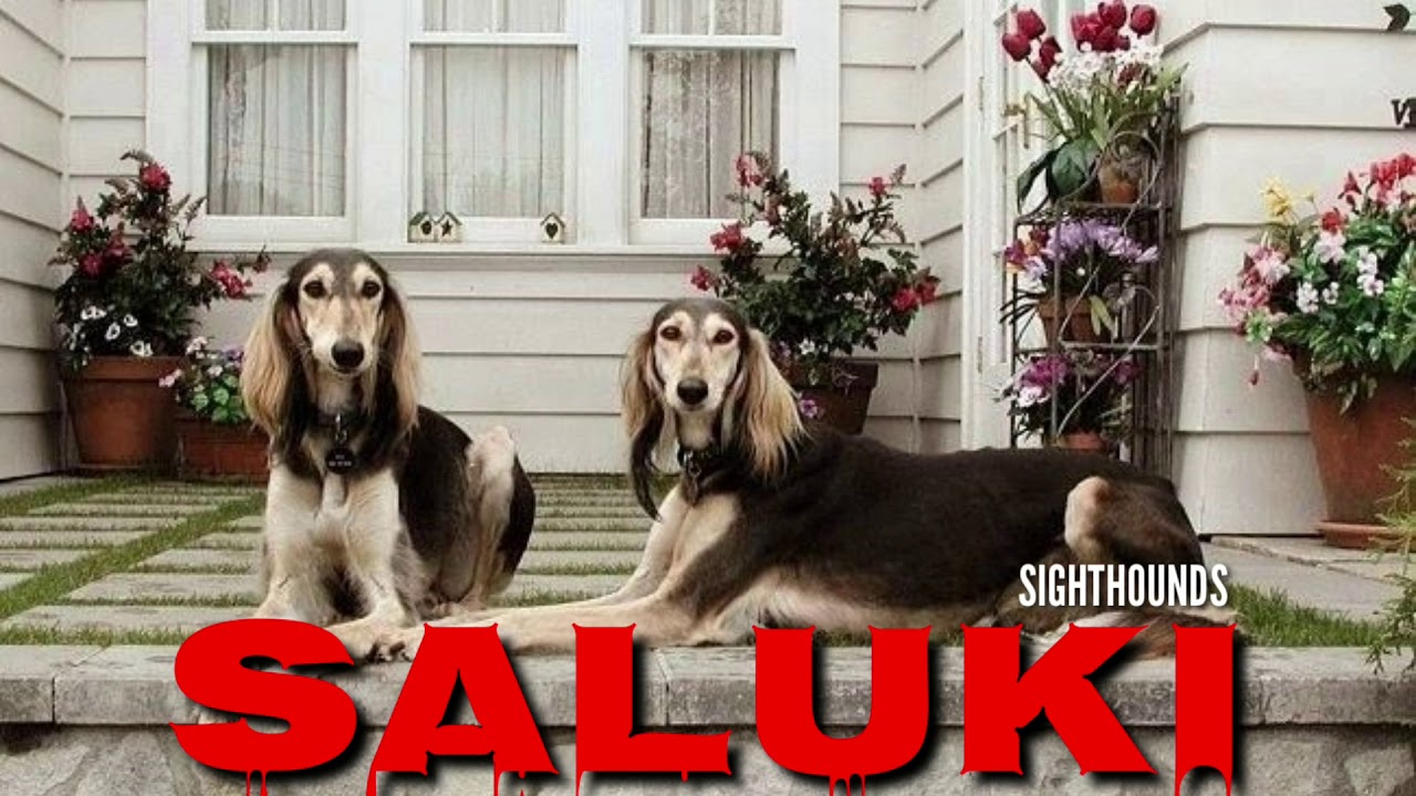 RARE Indian Saluki (Pashmi) Puppies. Feathered Variety of Mudhol Hounds (Caravan Hounds) Karwani