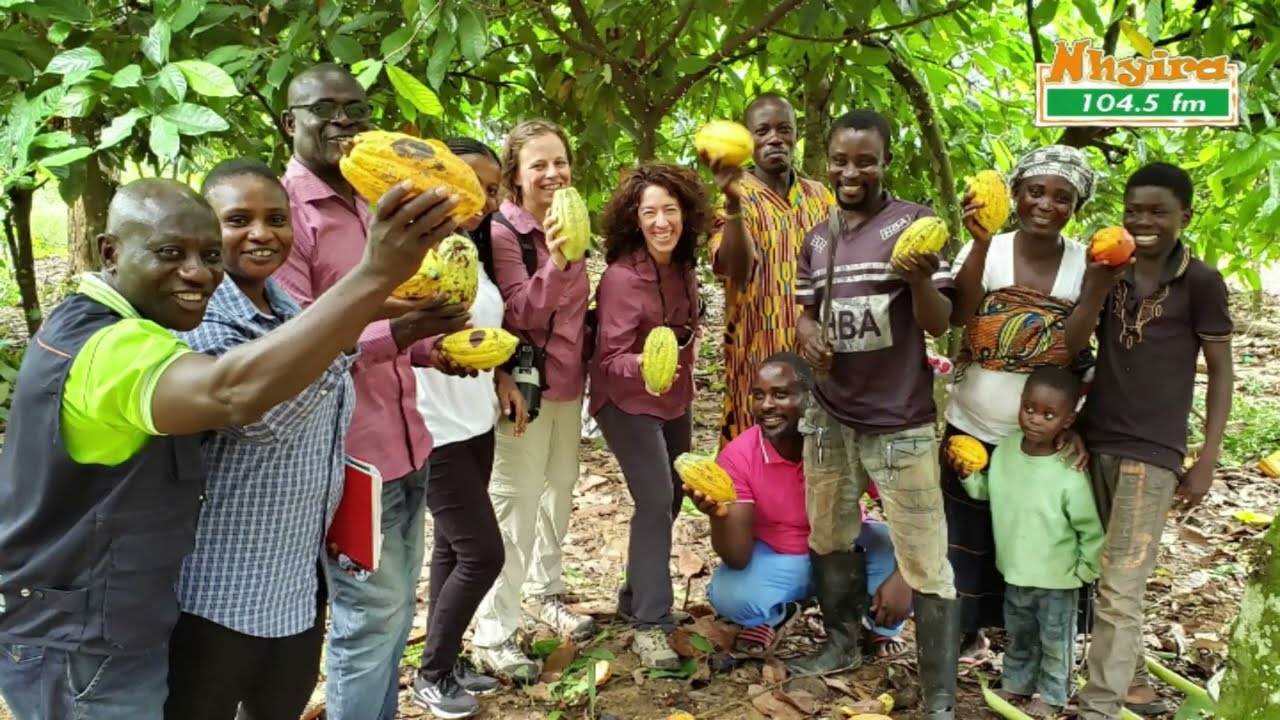 💥 REVEALED! 🤔 This Is How COCOBOD System Works! - Clement Opoku Gyamfi Esq. Explains