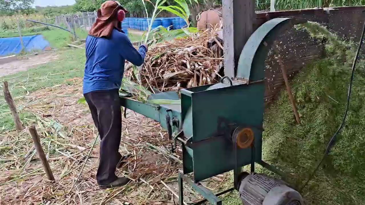 Ensiladeira Nogueira fazendo silagem manual no balde