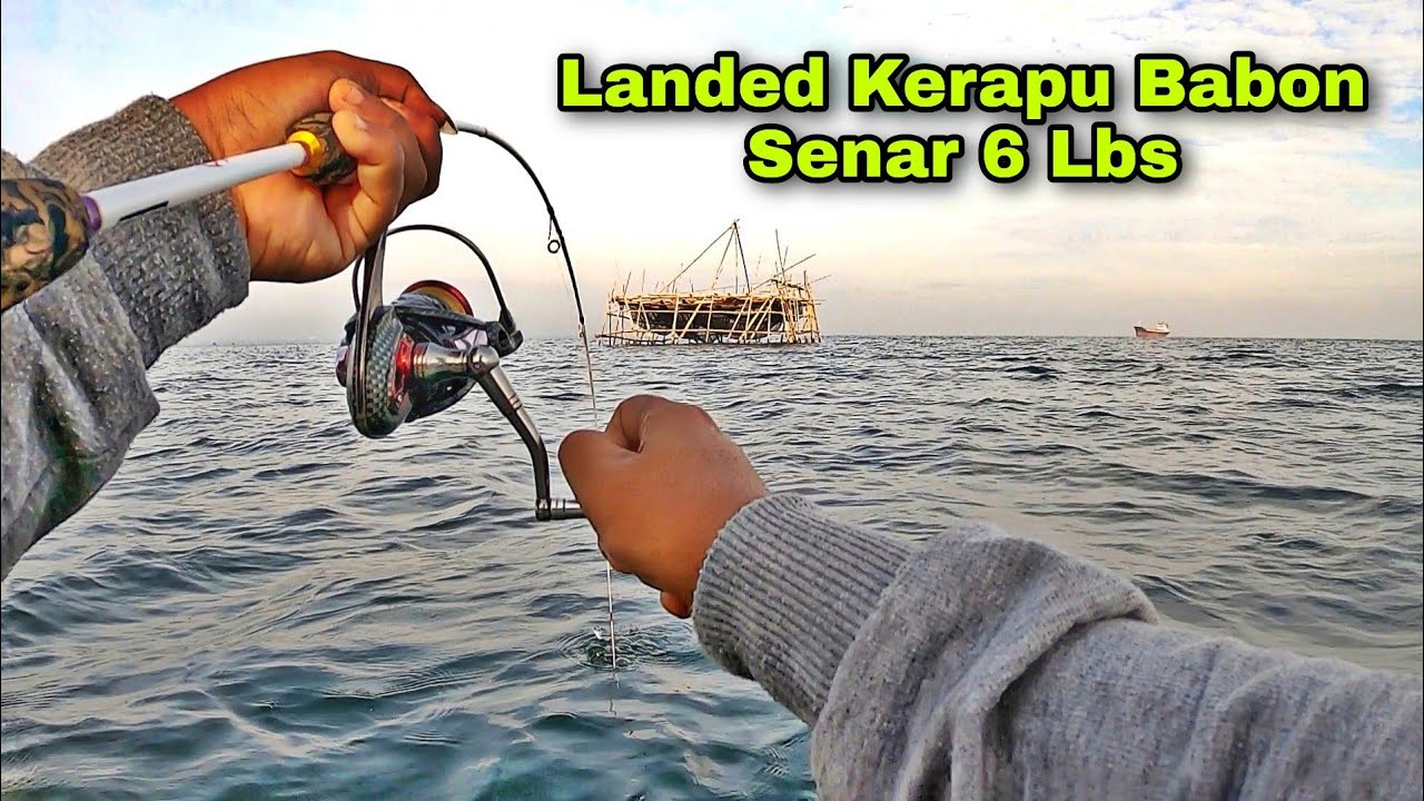 Sangat Mustahil Mancing Kerapu Babon Di Dam Ijo Pakai Senar Super Kecil