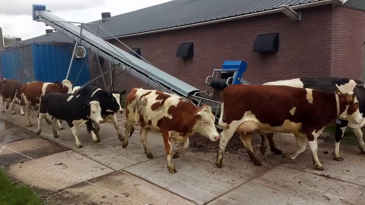 Lentekriebels