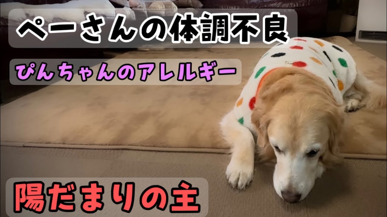 ぴんちゃんのアレルギーとぺーさんの体調不良と陽だまりの主