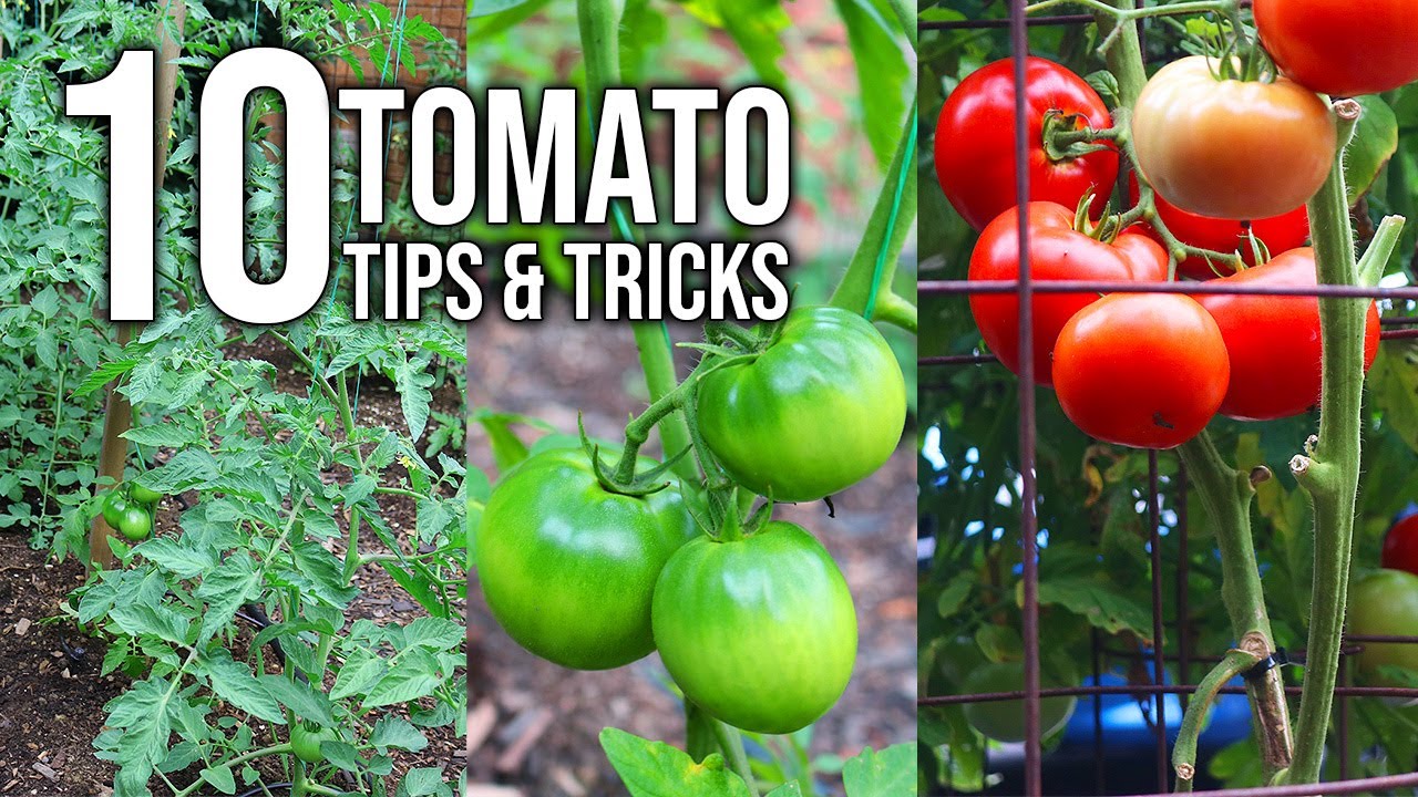 10 Tomato Growing Tips For Bigger Harvests!
