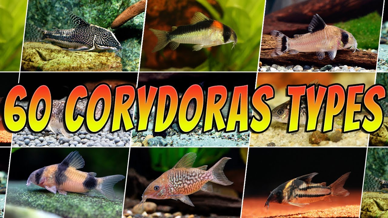 60 Best Corydoras Catfish Types : Rare & Common Aquarium Cory Fish List