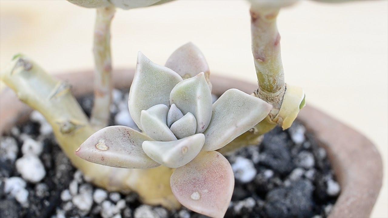 Poda y trasplante de Graptopetalum paraguayense