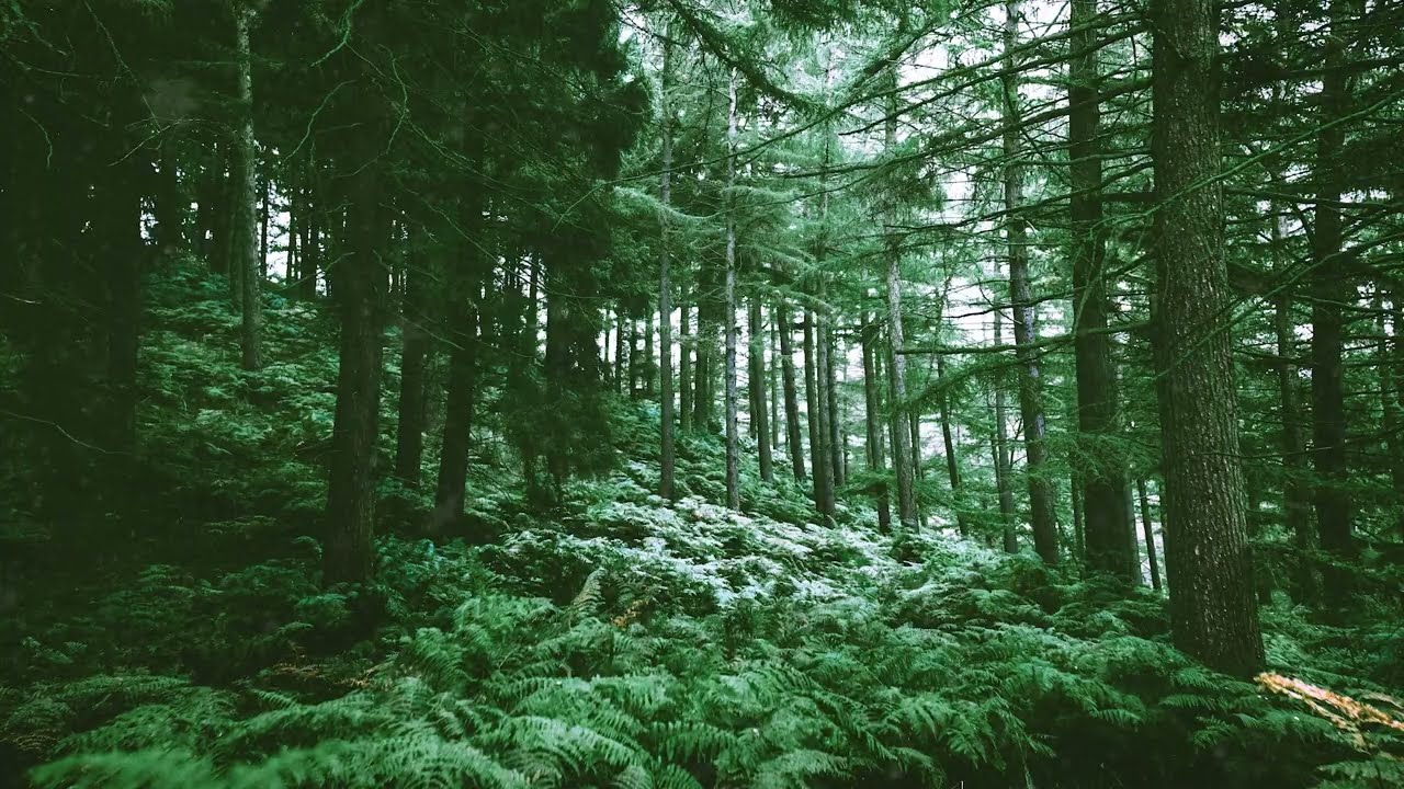 8D DEEP FOREST ATMOSPHERE – 1 HOUR NATURAL AMBIENT SOUNDS FOR RELAXATION, SLEEP & FOCUS