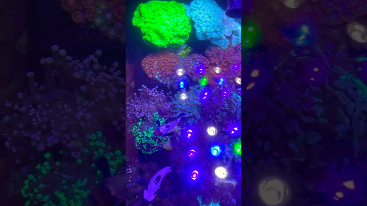 NANO ALL IN ONE MIXED REEF TANK